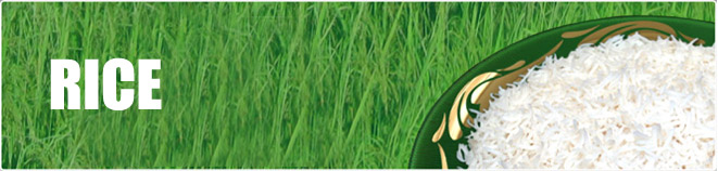 Basmati Rice Exorter India